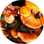 Одним из компонентов средства Гастерокс для желудка является гриб рейши