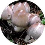 Чернильный серый гриб входит в состав Алкотокса